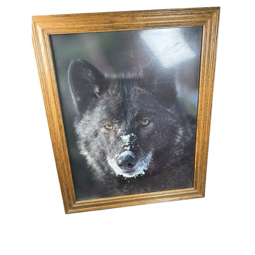 Wildlife Animal Black Wolf (Vanishing Species) Wall Art Decor‎ Framed Picture
